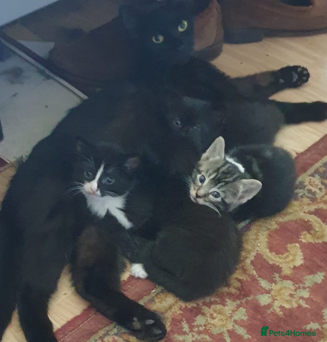 Mixed Breed cats for sale: Mixed breed kittens for sale - Image 7