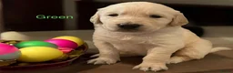 Golden Retriever dogs for sale: KC Golden retriever pups, fame & champion lines - Advert 24