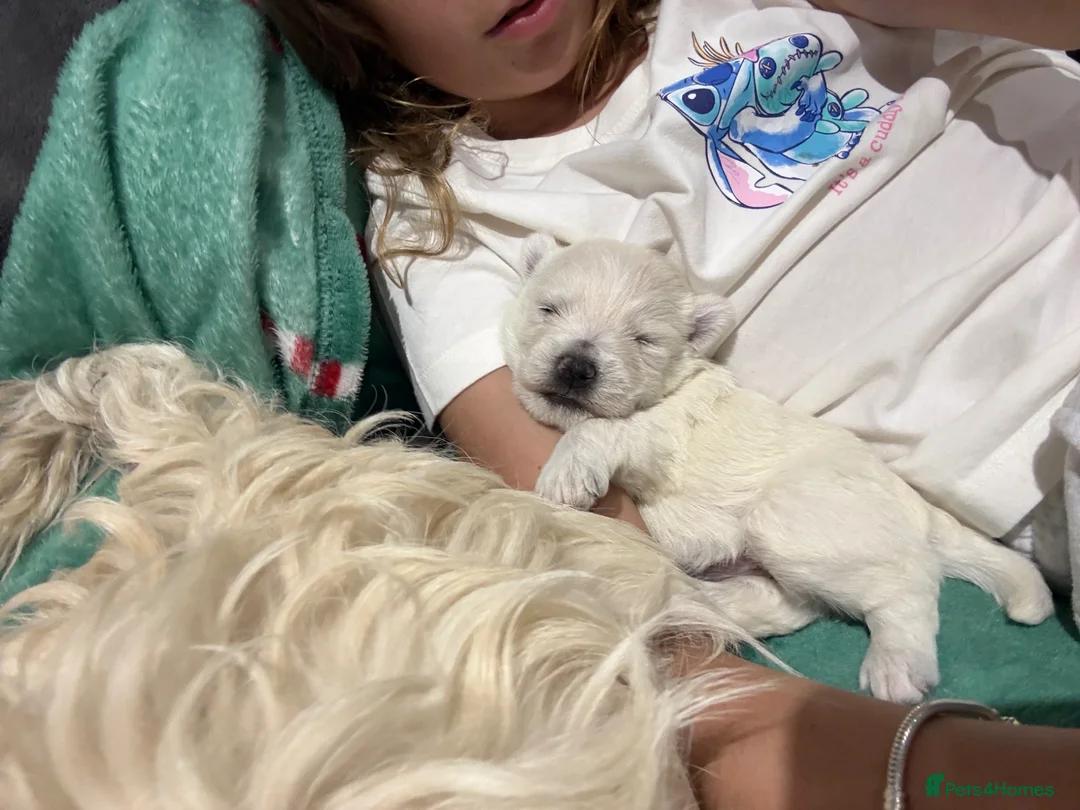 West Highland Terrier dogs for sale: KC REGISTERED Boys & Girl - Advert 7