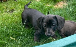 Miniature Dachshund dogs for sale: KC miniature Daschunds    - Image 8