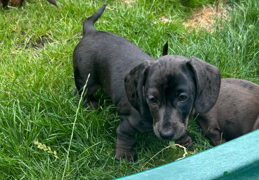 Miniature Dachshund dogs for sale: KC miniature Daschunds    - Image 8
