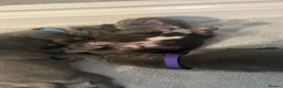 Staffordshire Bull Terrier dogs for sale: Beautiful litter of 6 KC Reg blue SBT PUPS - Advert 18
