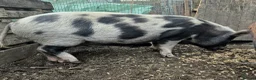 Pig livestock for sale: Pet Pigs - Advert 4