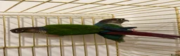 Conures birds for sale: Green cheek conure and Turquoise green cheek parak in Dewsbury - Advert 1