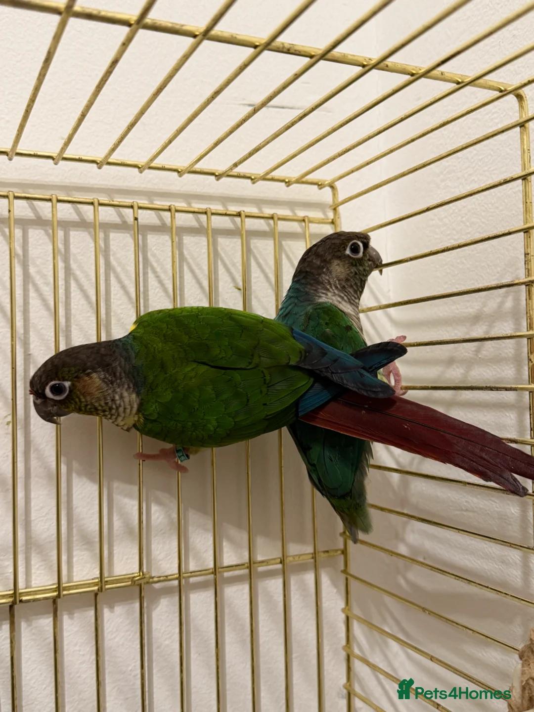 Conures birds for sale: Green cheek conure and Turquoise green cheek parak in Dewsbury - Advert 1