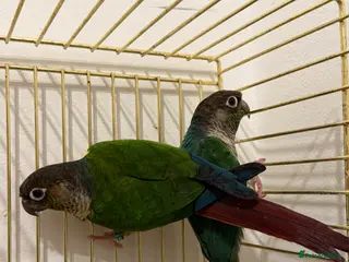 Conures birds Green cheek conure and Turquoise green cheek parak - Advert 3