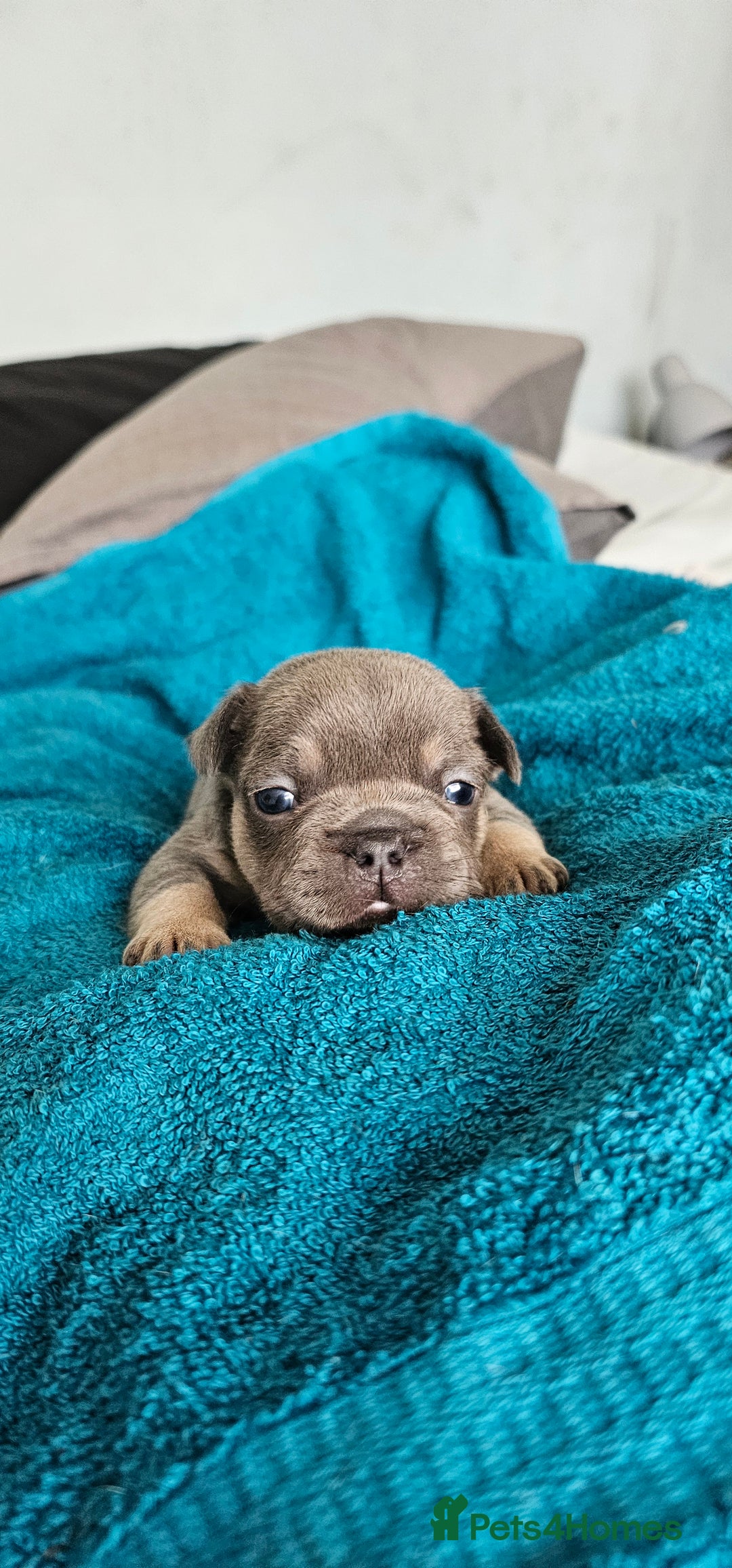 French Bulldog dogs for sale: 4 KC REG FRENCH BULLDOGS  - Image 4