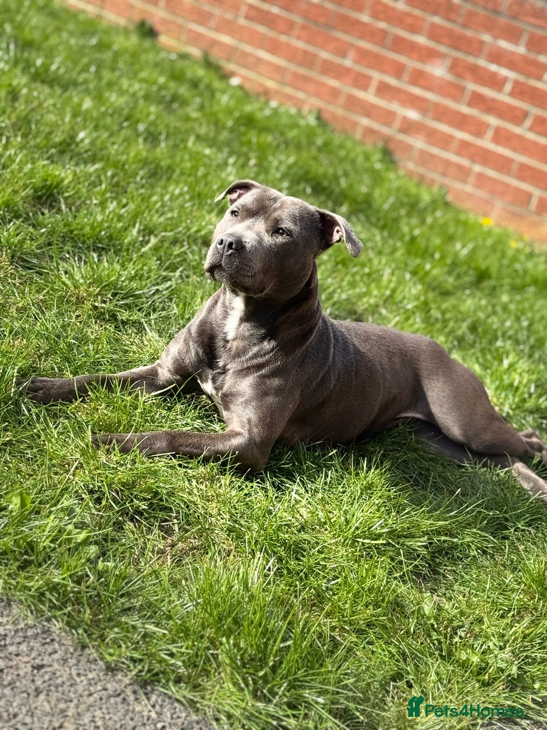 Staffordshire Bull Terrier dogs for sale: Blue Staffordshire bull terrier girl. - Advert 5