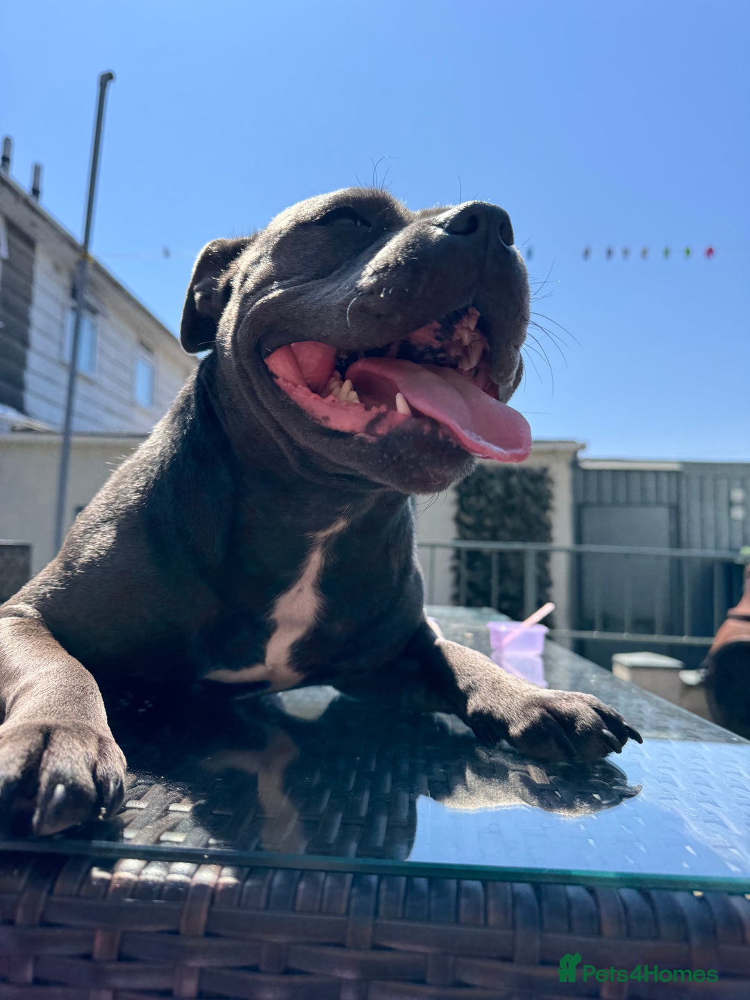 Staffordshire Bull Terrier dogs for sale: Blue Staffordshire bull terrier re homing  - Advert 5