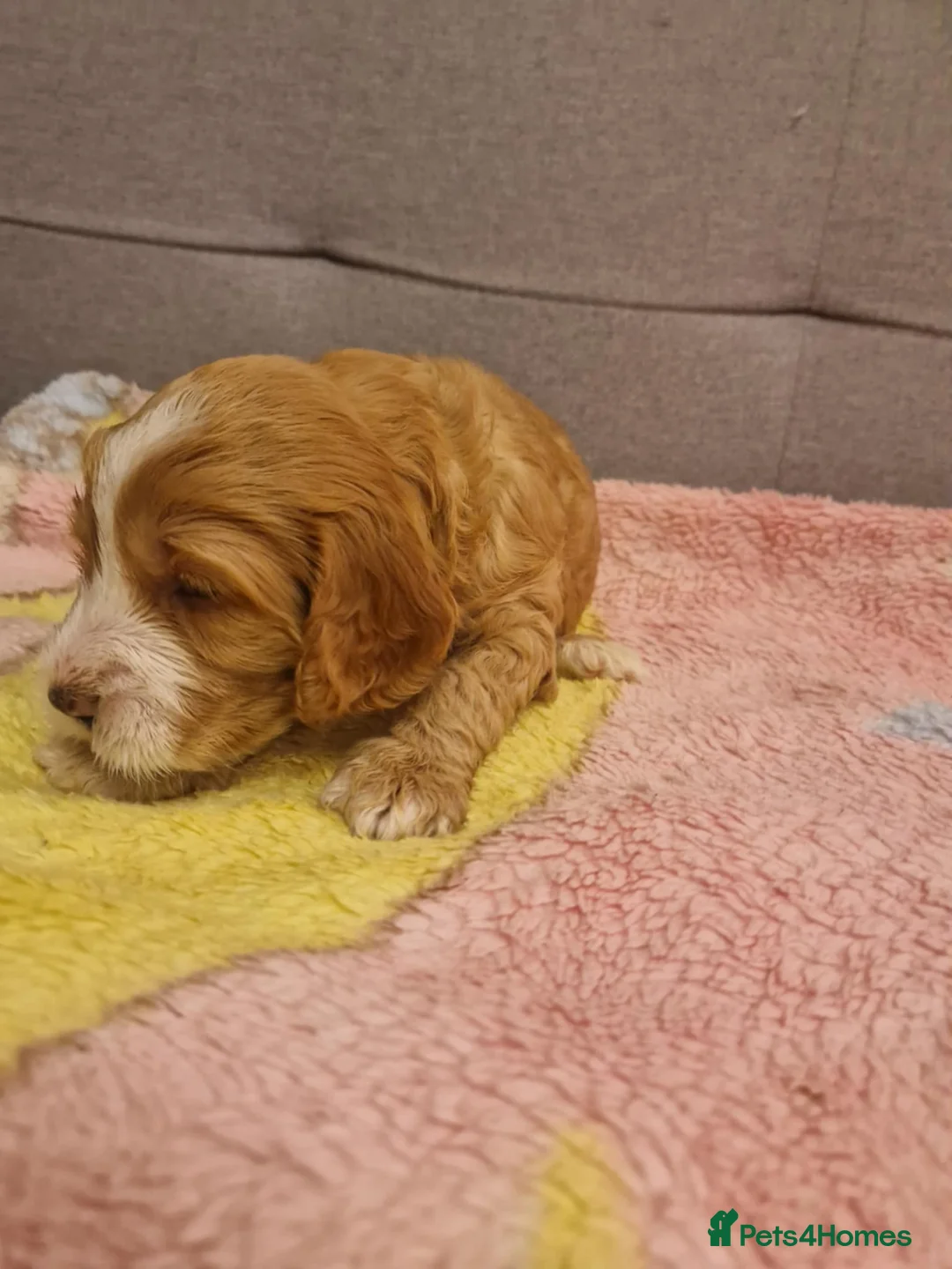 Cockapoo dogs for sale: F2 Cockapoo Puppies - Advert 18