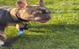 French Bulldog dogs for sale: Male French bulldog - Image 8