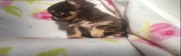 Chihuahua dogs for sale: Beautiful Long-Haired Chihuahua Puppies - Advert 8