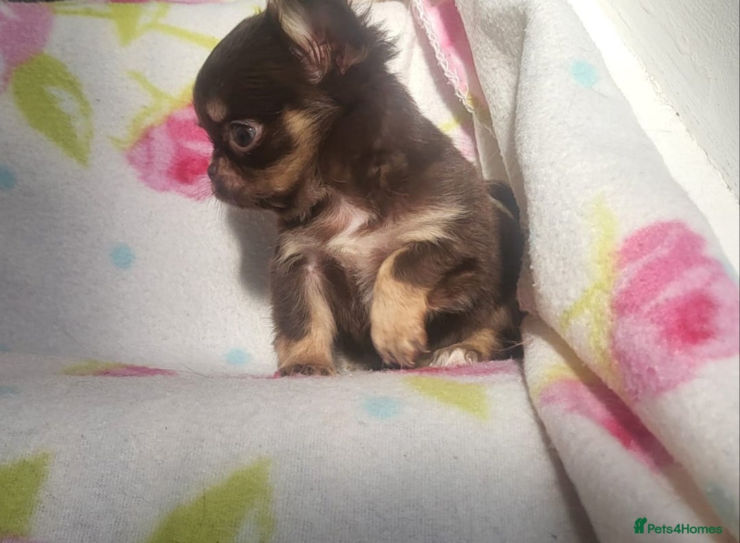 Chihuahua dogs for sale: Beautiful Long-Haired Chihuahua Puppies - Advert 8
