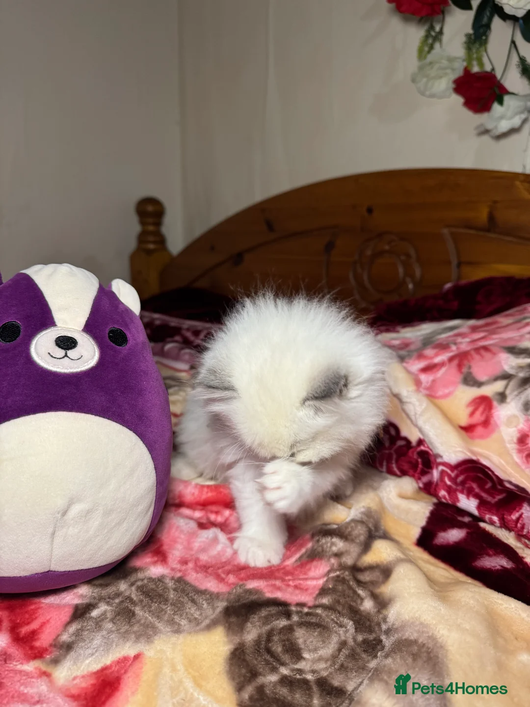 Ragdoll cats for sale: 5 Beautiful blue eyed pure ragdolls - Advert 16