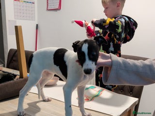 Mixed Breed dogs Black and white 3 quarter greyhound quarter bull - Advert 15