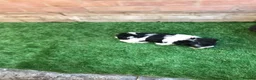 Havanese dogs for sale: Stunning Havanese puppies  in Bournemouth - Advert 4