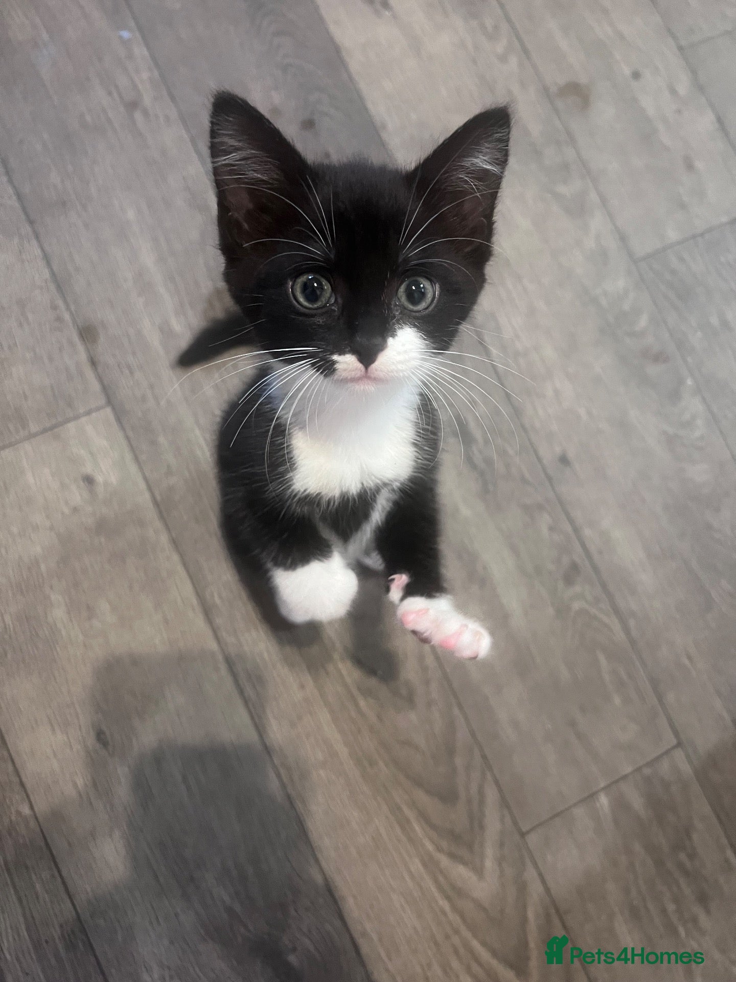 Mixed Breed cats Female kitten  - Advert 1