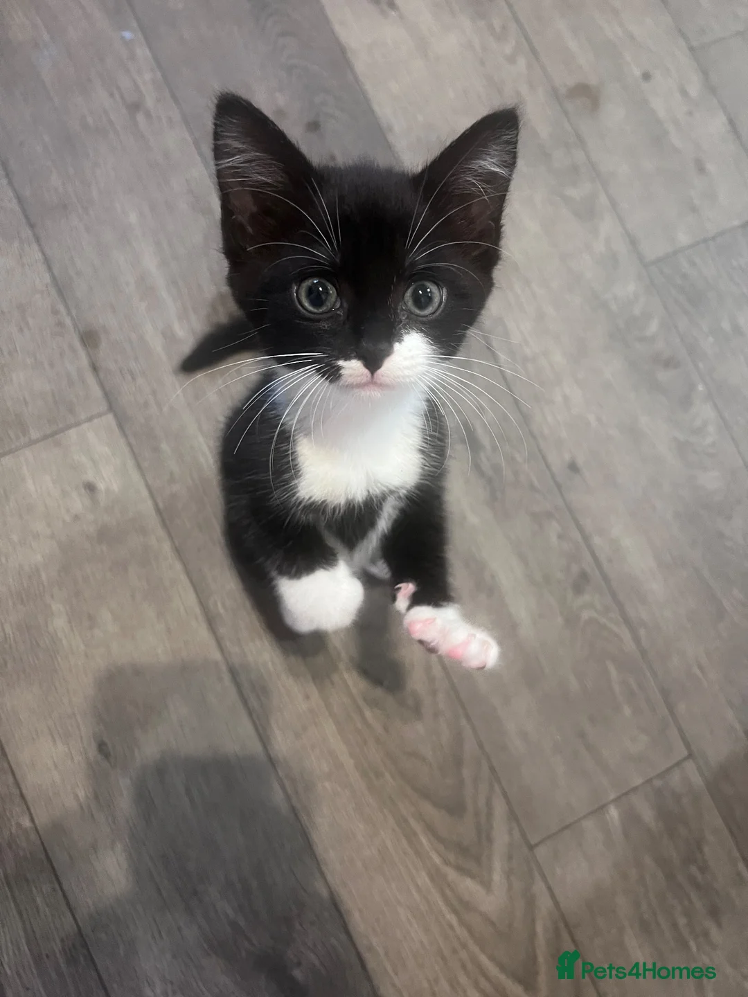 Mixed Breed cats for sale: Female kitten  - Advert 1