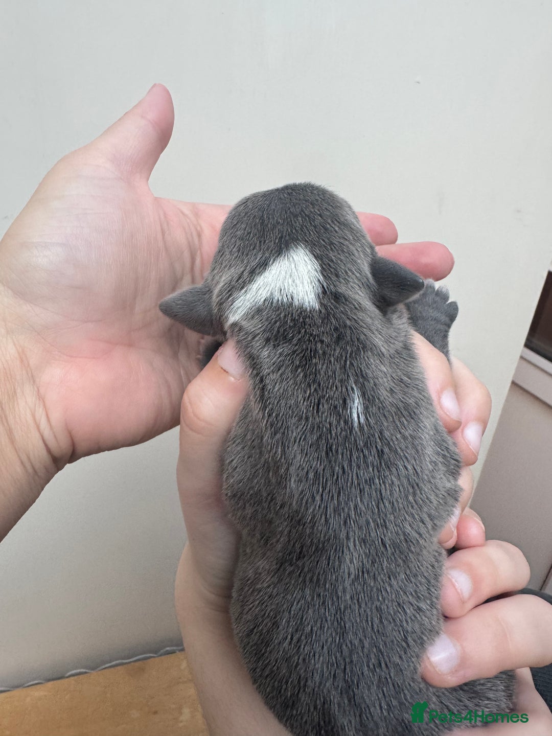 Staffordshire Bull Terrier dogs for sale: LAST BOY Stunning 🔵Staff pups KC READY TO GO ❤️❤️ - Advert 12