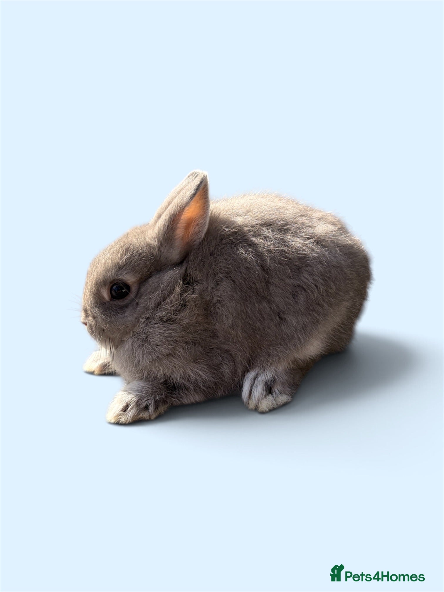 Netherland Dwarf rabbits STUNNING TAME PUREBRED NETHERLAND DWARF BABIES - Advert 16