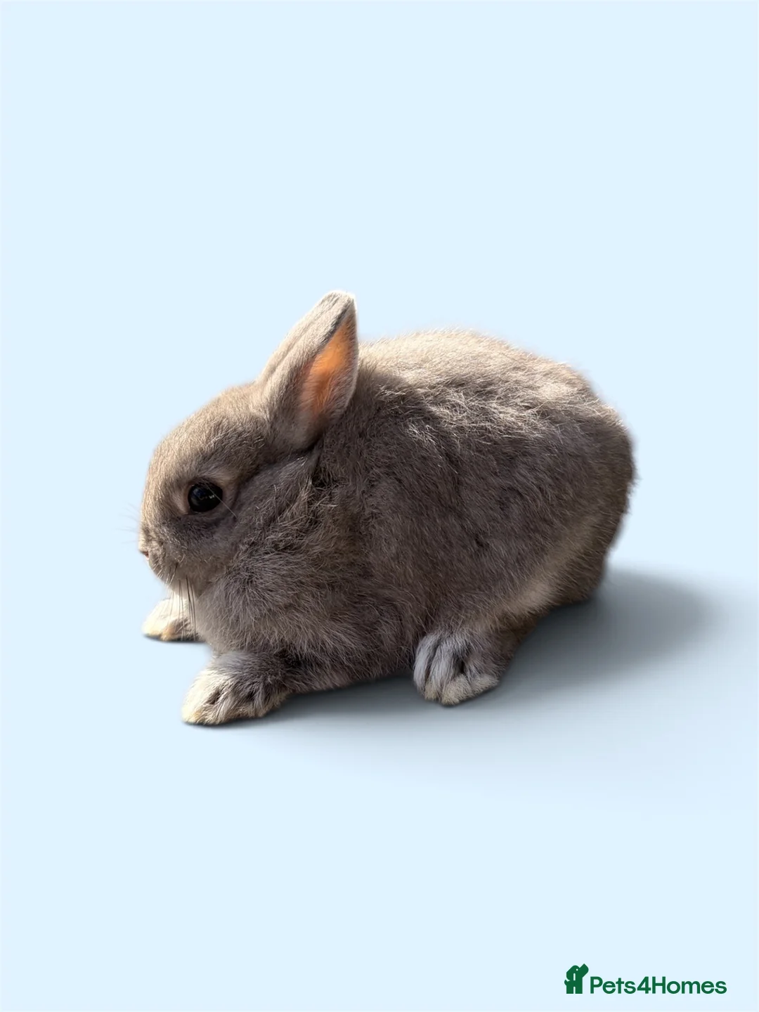 Netherland Dwarf rabbits for sale: STUNNING TAME PUREBRED NETHERLAND DWARF BABIES in Orpington - Advert 2