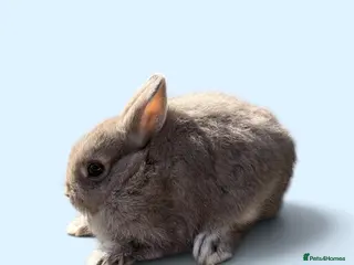 Netherland Dwarf rabbits STUNNING TAME PUREBRED NETHERLAND DWARF BABIES - Advert 16