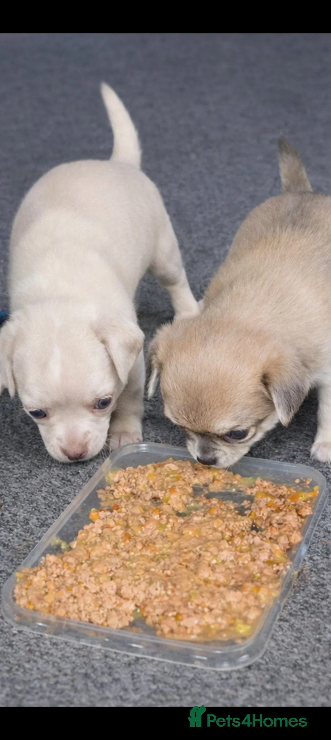 Chihuahua dogs for sale: Chihuahua puppys - Advert 7