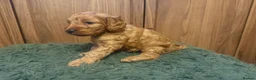 Cockapoo dogs for sale: Beautiful Litter of F1 Toy Cockapoo Puppies - Advert 22