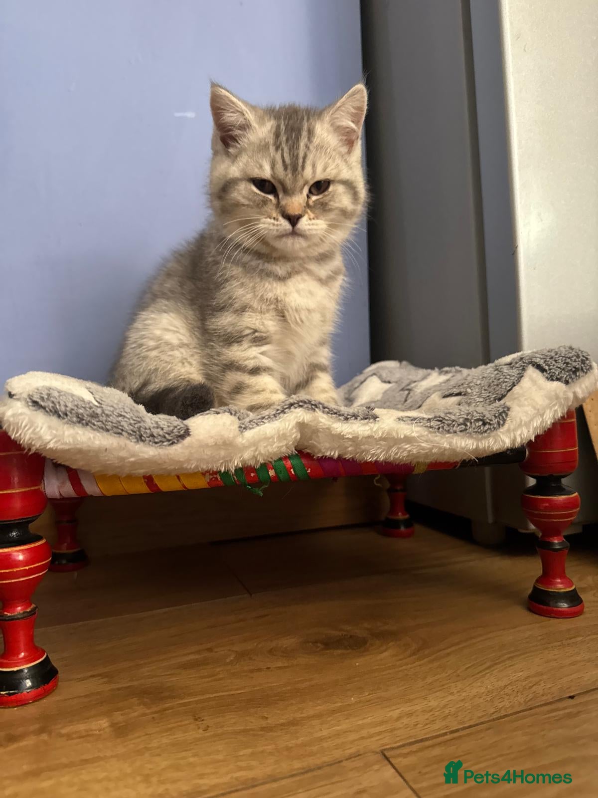 British Shorthair cats GCCF British Shorthair Silver Tipped Kittens - Advert 1