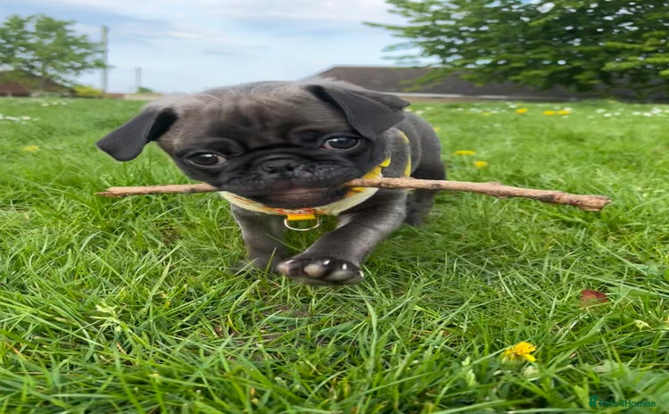 Pug dogs - Advert 1