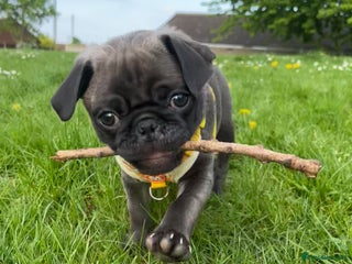 Pug dogs for sale - Advert 1