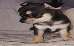 Chihuahua dogs for sale: Adorable Loving hand reared ready now Chihuahuas - Image 17