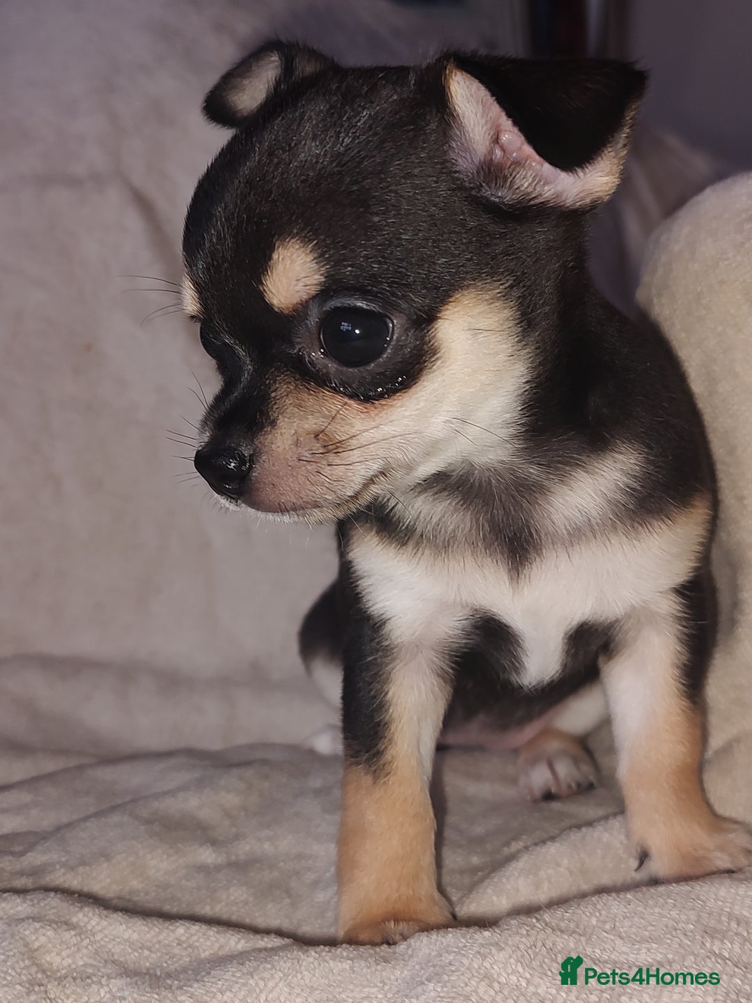 Chihuahua dogs for sale: Adorable Loving hand reared ready now Chihuahuas - Image 17