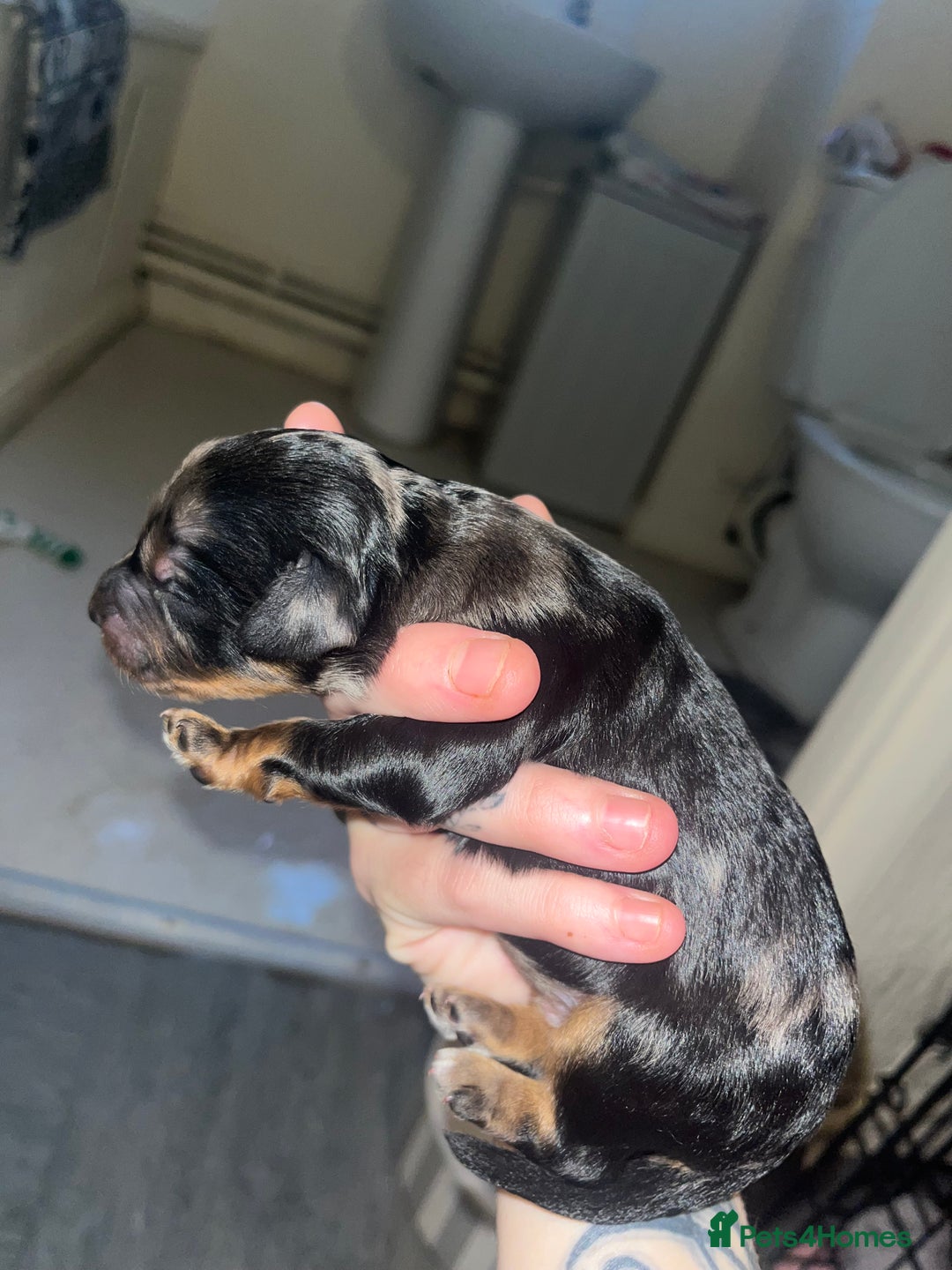 Sproodle dogs for sale: Sproodle puppies - Advert 2