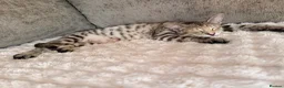 Savannah cats for sale: Ready to leave f4 kitten  - Advert 8