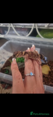 Gecko reptiles - Advert 6