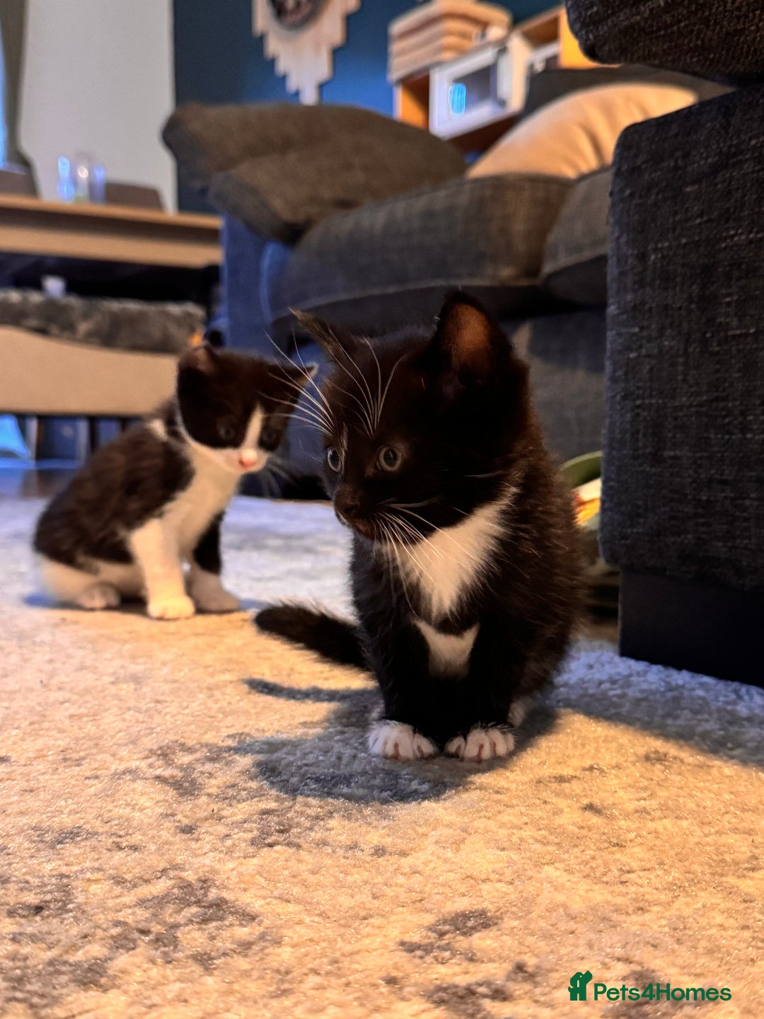 Mixed Breed cats for sale: 4 adorable kittens looking for a new home - Image 13