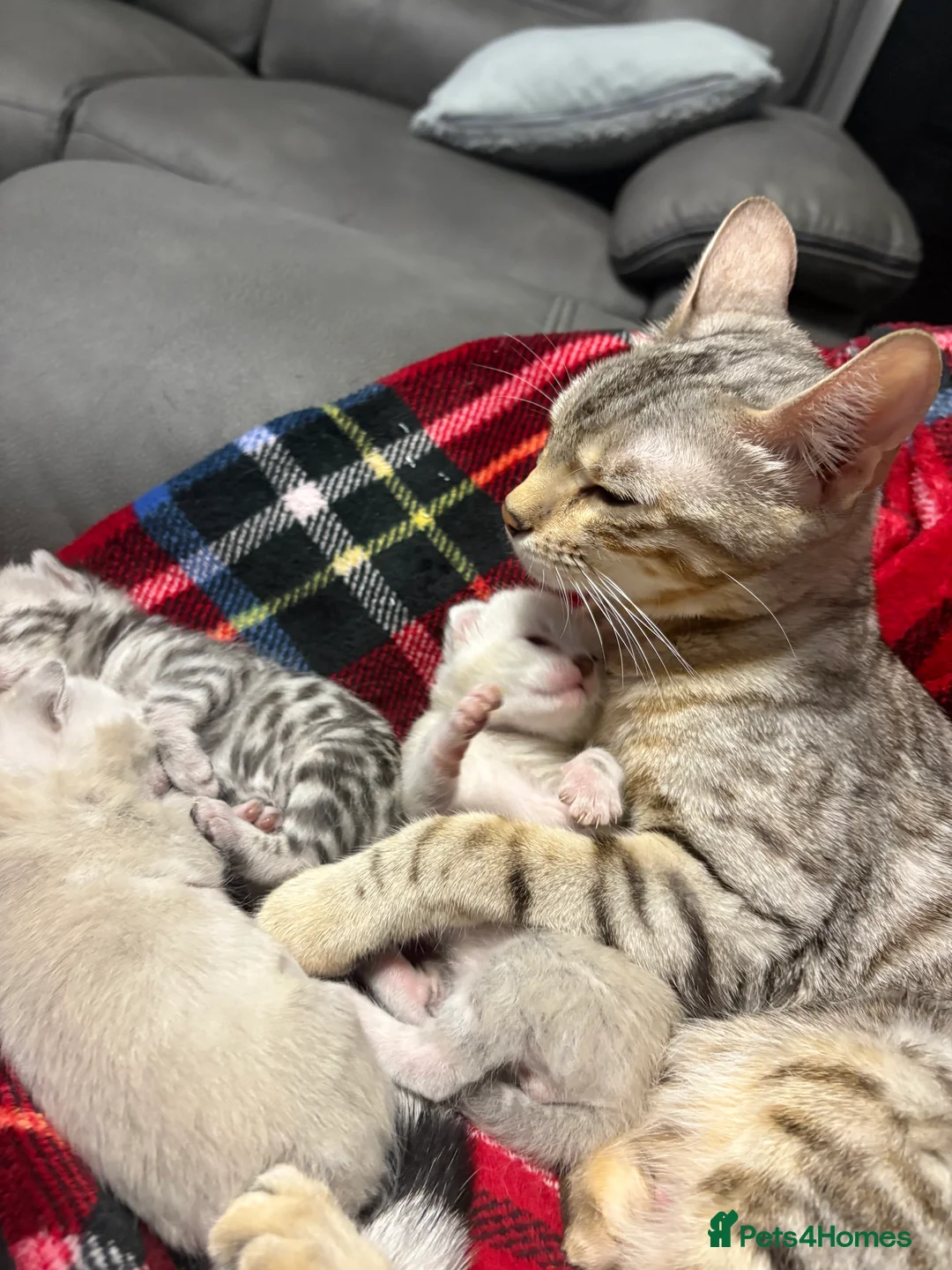 Bengal cats for sale: Bengal tiger kittens  - Advert 18