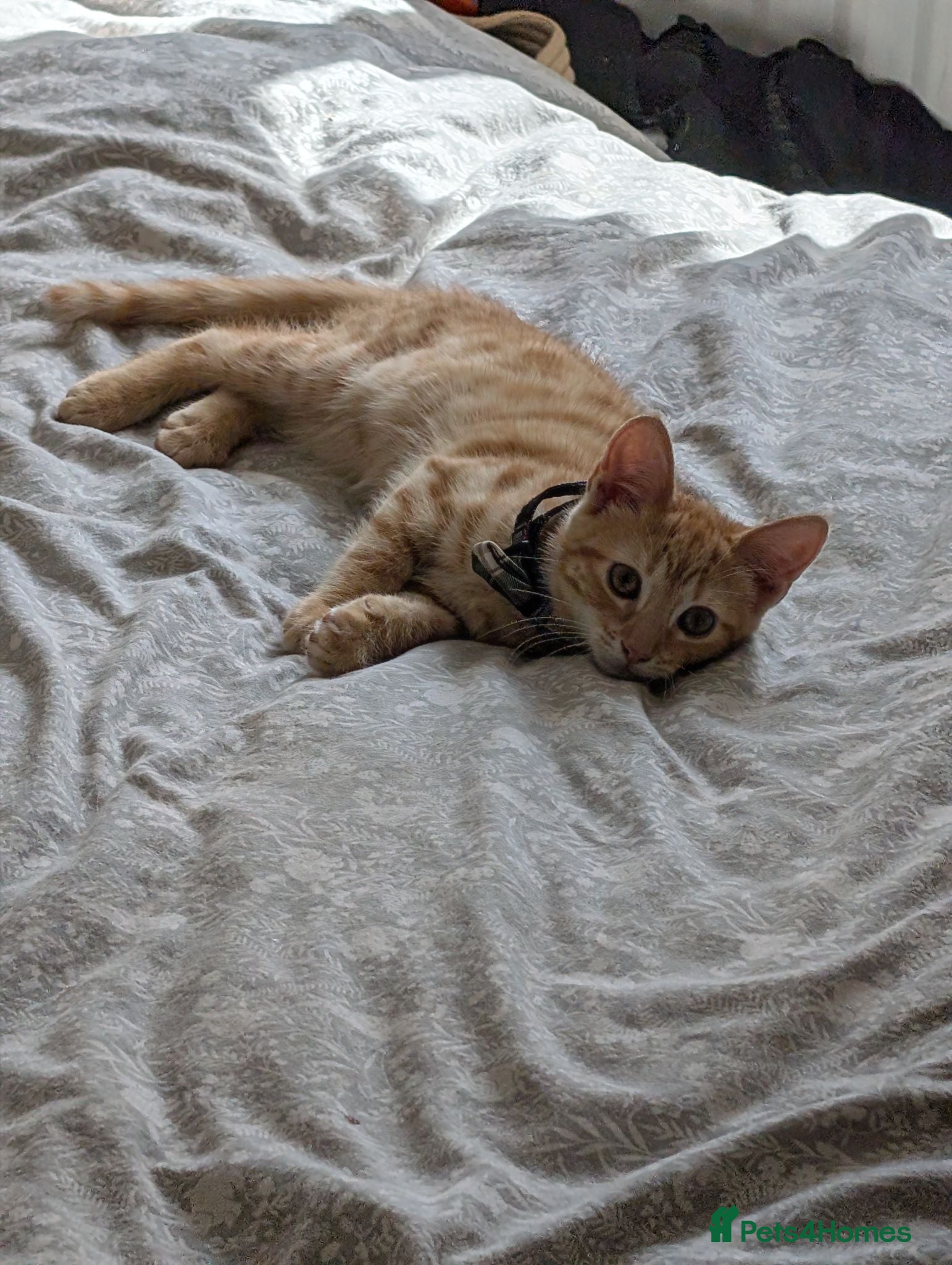 Mixed Breed cats 3 month old kitten - Advert 1