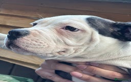 American Bulldog dogs for sale: Last Female American bulldog puppy left - Image 3