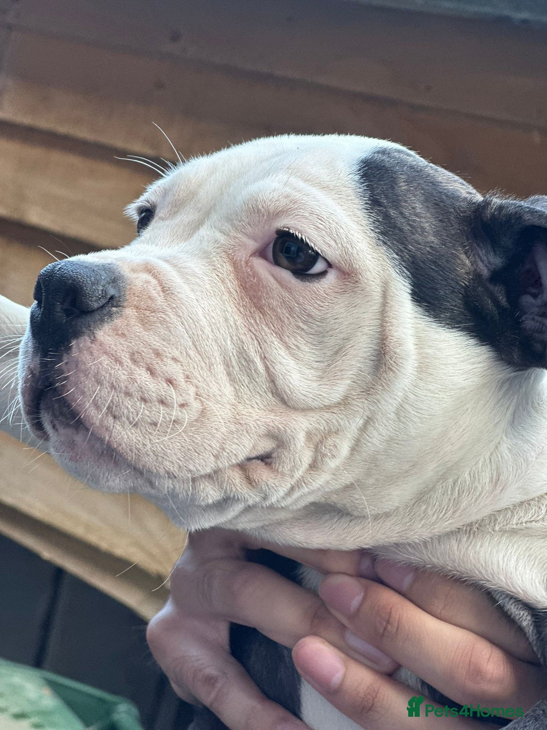 American Bulldog dogs for sale: Last Female American bulldog puppy left - Image 3