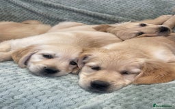 Golden Retriever dogs for sale: Quality Litter Of KC Reg Golden Retriever Puppies  - Image 4
