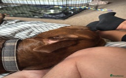 Mixed Breed dogs for sale: Neutered Staffy Cross Male For Rehoming  - Image 7