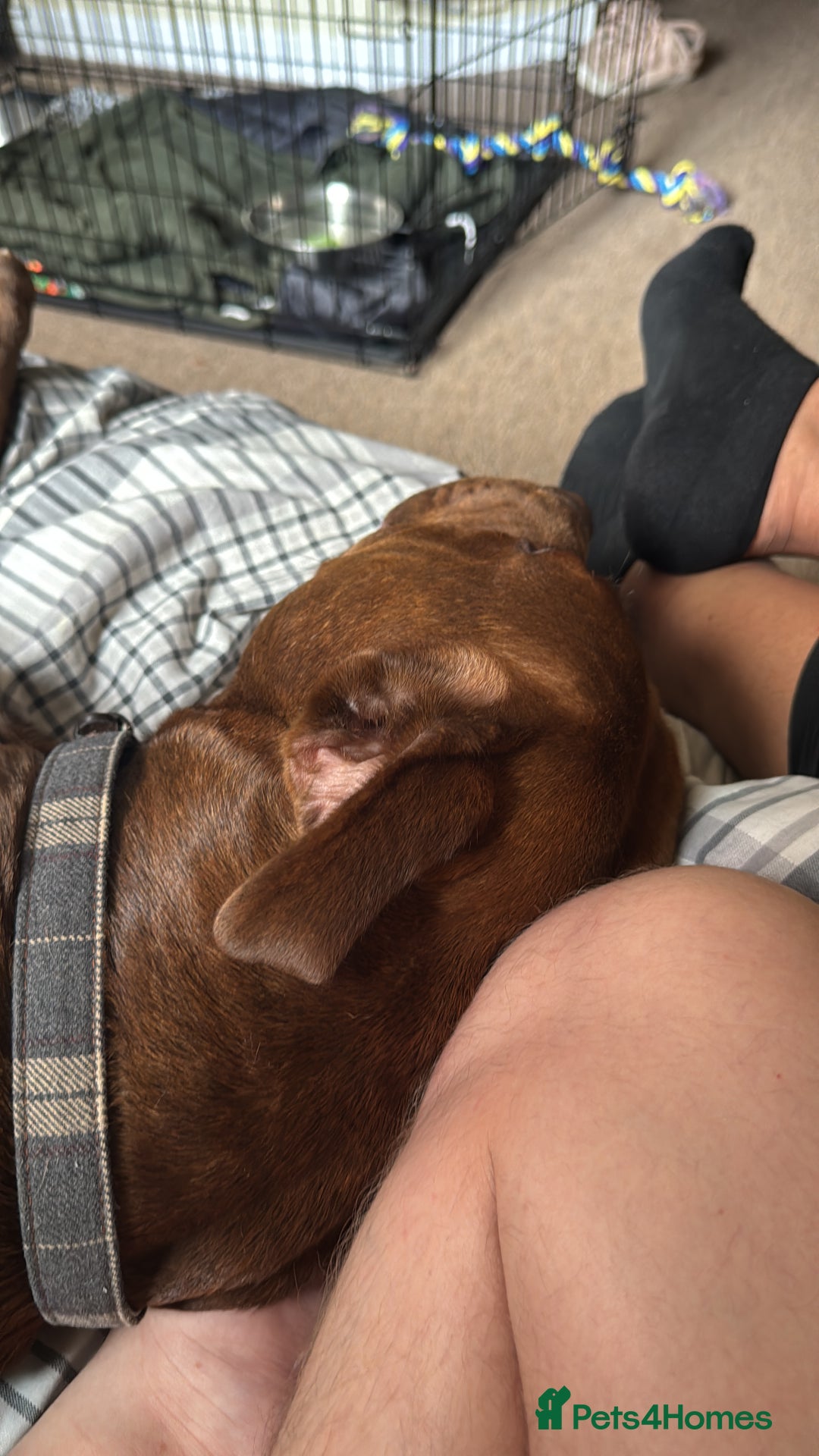 Mixed Breed dogs for sale: Neutered Staffy Cross Male For Rehoming  - Image 7