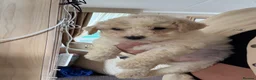 Bichon Frise dogs for sale: Adorable Bichions Frise - Advert 5