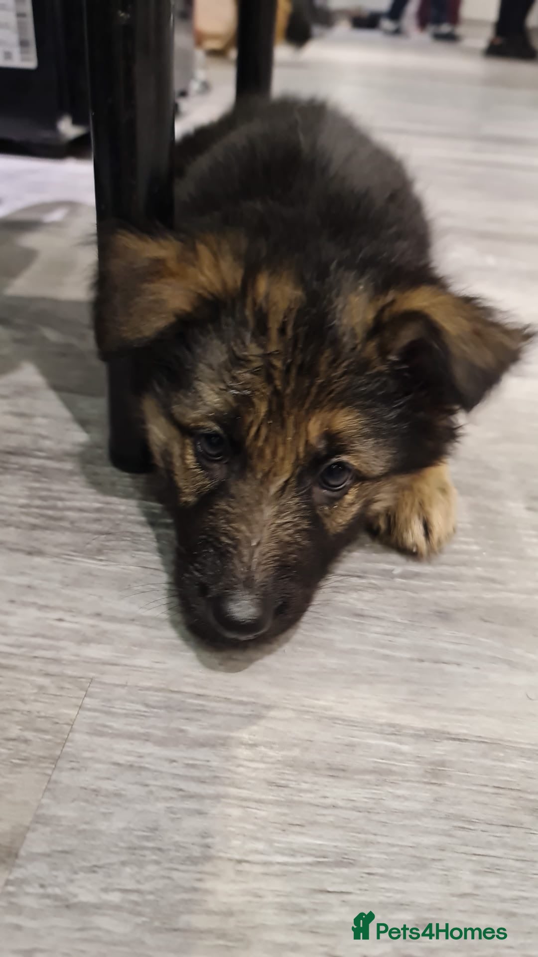 German Shepherd dogs for sale: german shepherd puppies full pedigree  - Advert 5