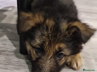 German Shepherd dogs german shepherd puppies full pedigree - Advert 1