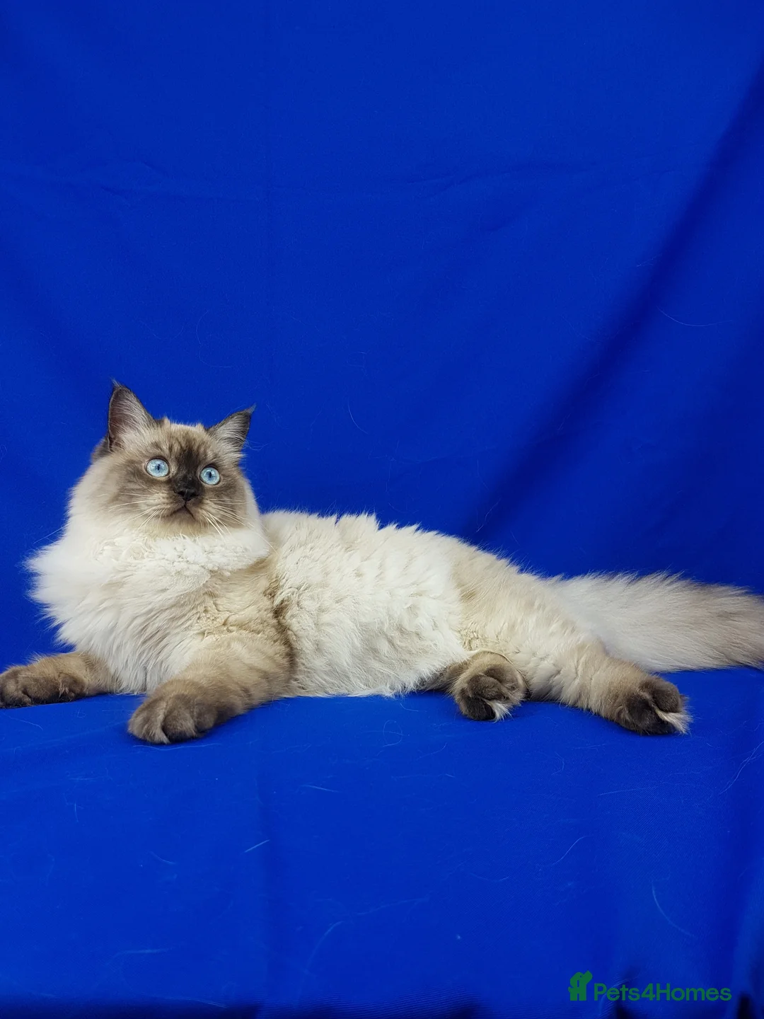 Siberian cats for sale: SIBERIAN NEVA MASQUERADE ADULT FEMALE - Advert 6