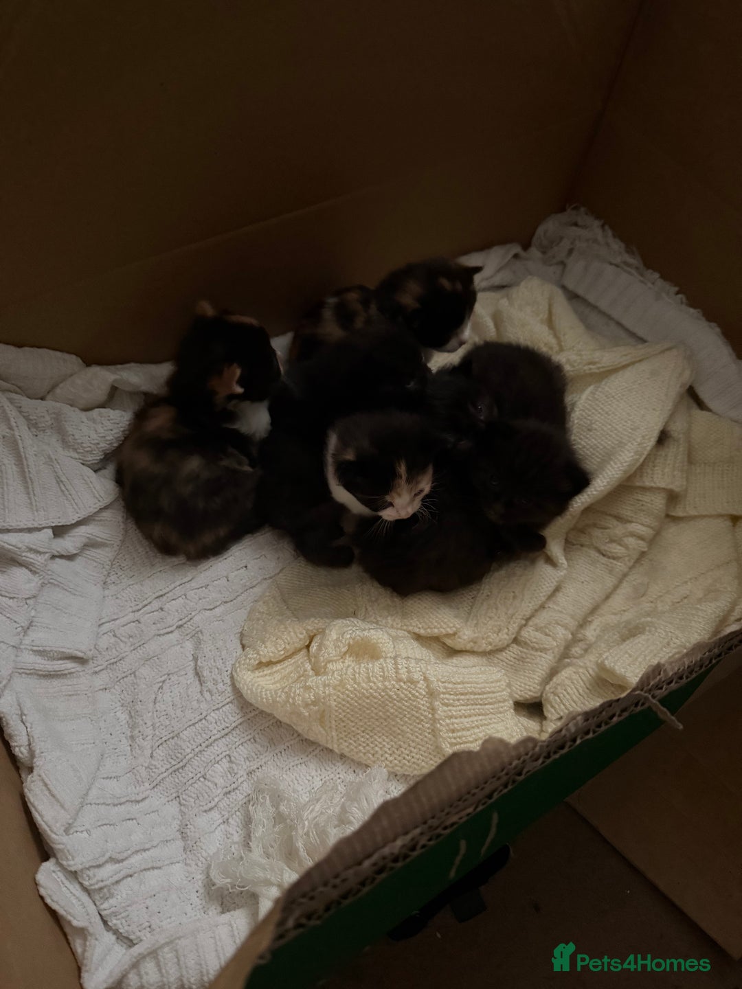 Mixed Breed cats for sale: Ragamuffin mix kittens  - Image 22