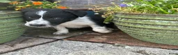 Border Collie dogs for sale: Beautiful Litter of ISDS registered pups - Advert 7